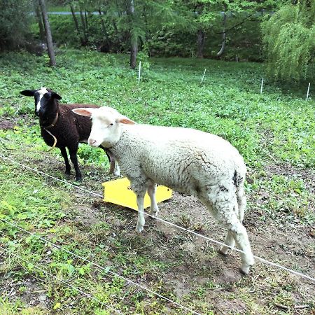 Ferienwohnung Saechsische Schweiz Rosenthal-Bielatal Kültér fotó